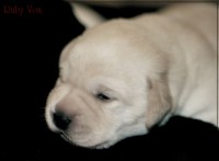 /album/stenata-chs-ruby-vox/dsc-8541-jpg/