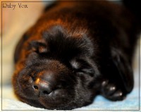 /album/stenata-chs-ruby-vox/dsc-8613-jpg/